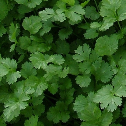 Picture of Coriander Santos